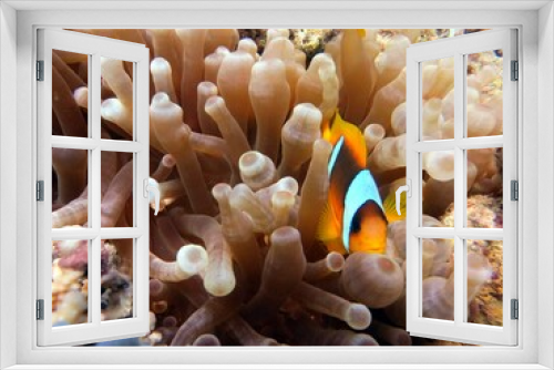 Fototapeta Naklejka Na Ścianę Okno 3D - red sea clown fish anemone