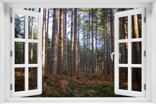 Fototapeta Naklejka Na Ścianę Okno 3D - Sherwood Forest Winter