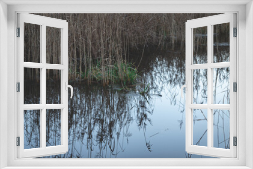 Fototapeta Naklejka Na Ścianę Okno 3D - Wild reed in a swamp . The blue mirror surface of the lakes water reflects the stems of the grass standing near the shore