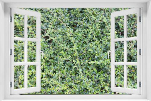 Fototapeta Naklejka Na Ścianę Okno 3D - Green background of siamese rough bush