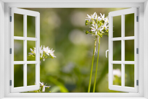 Fototapeta Naklejka Na Ścianę Okno 3D - bear garlic closeup in spring meadow Allium ursinum