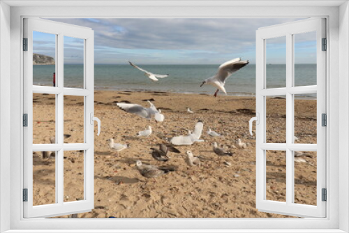 Fototapeta Naklejka Na Ścianę Okno 3D - Seabirds on the beach.