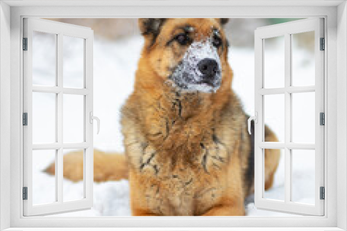 Fototapeta Naklejka Na Ścianę Okno 3D - The dog lies on the white snow. The East European Shepherd Dog feels great in winter and loves to play in the snow.