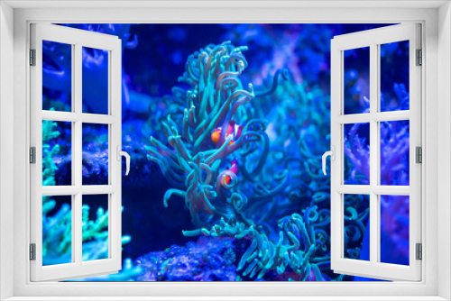 Fototapeta Naklejka Na Ścianę Okno 3D - Beautiful aquarium with different types of fish and corals in the neon light in Prague, Czech republic