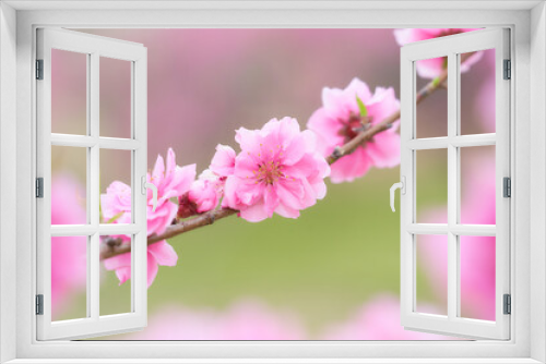 Fototapeta Naklejka Na Ścianę Okno 3D - クローズアップした満開の桃の花（ハナモモ）の素材