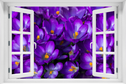 Fototapeta Naklejka Na Ścianę Okno 3D - krokusy, fioletowe wiosenne kwiaty