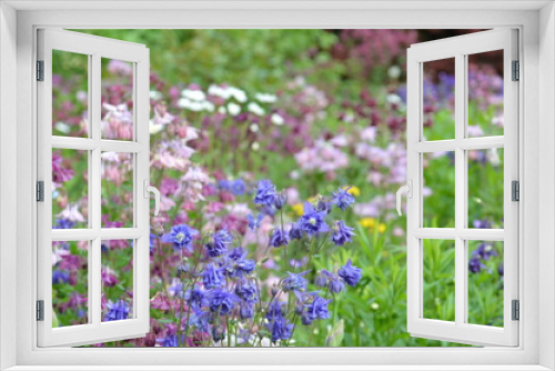 Fototapeta Naklejka Na Ścianę Okno 3D - Naturgarten mit blühenden Akelei