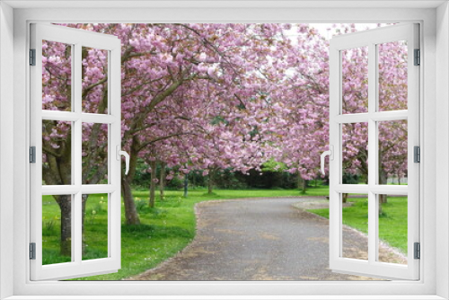 Fototapeta Naklejka Na Ścianę Okno 3D - Cherry Blossom on Trees in Spring in a Beautiful Park Garden with a Winding Path and Grass Lawn