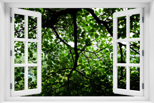 Fototapeta Naklejka Na Ścianę Okno 3D - Tree crown foliage