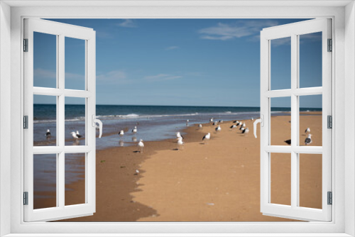Fototapeta Naklejka Na Ścianę Okno 3D - Flock of seagulls walking along the shore on a beautiful sunny day