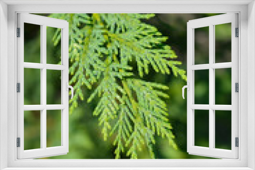 Fototapeta Naklejka Na Ścianę Okno 3D - Leyland cypress