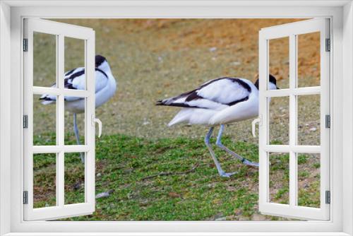 Fototapeta Naklejka Na Ścianę Okno 3D - Flock of Pied avocets, black and white wader bird (Recurvirostra avosetta)