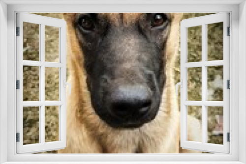 Fototapeta Naklejka Na Ścianę Okno 3D - my dog