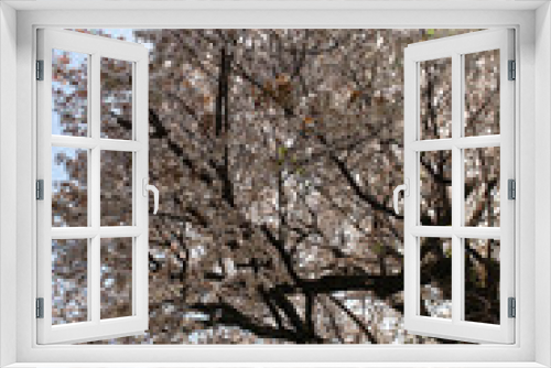 Fototapeta Naklejka Na Ścianę Okno 3D - 妙蓮寺境内の桜の花