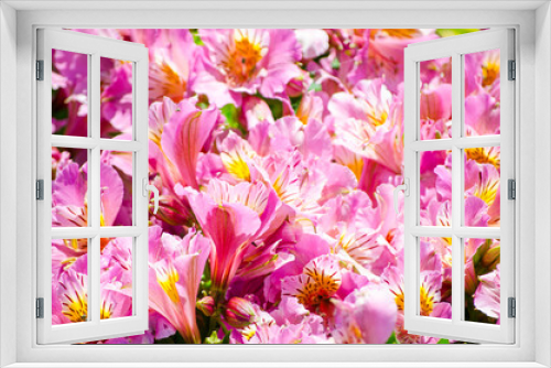 Fototapeta Naklejka Na Ścianę Okno 3D - The Beautiful lovely pink of Alstroemeria of Lily of the Incas in close up for background at a botanical garden.