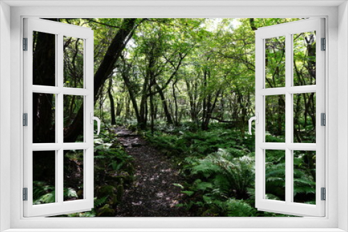 Fototapeta Naklejka Na Ścianę Okno 3D - a pathway through thick wild forest