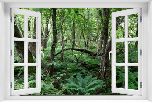 Fototapeta Naklejka Na Ścianę Okno 3D - fern and moss in the spring forest