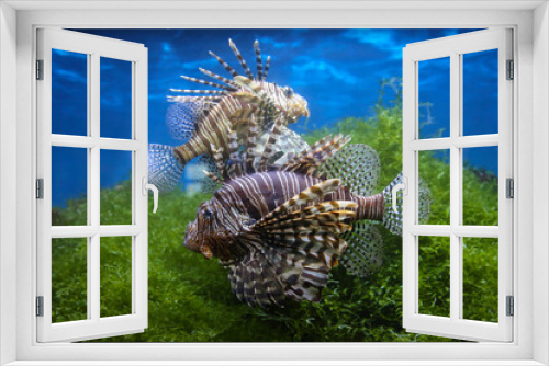 Fototapeta Naklejka Na Ścianę Okno 3D - Lionfish (dendrochirus zebra), fish in an aquarium, blurred background