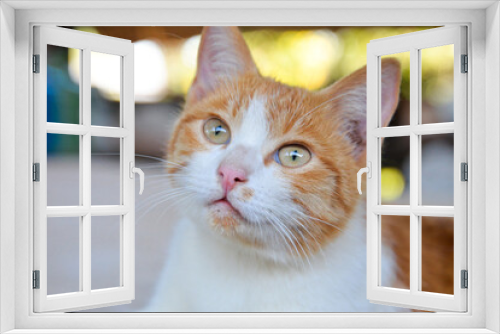 Fototapeta Naklejka Na Ścianę Okno 3D - cat looking at camera. Cute domestic animal.