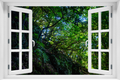 Fototapeta Naklejka Na Ścianę Okno 3D - Madeira - Levada dos Cedros