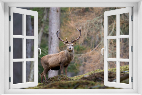 Fototapeta Naklejka Na Ścianę Okno 3D - Red deer stag walking amongst the pine trees in the Cairngorms of Scotland