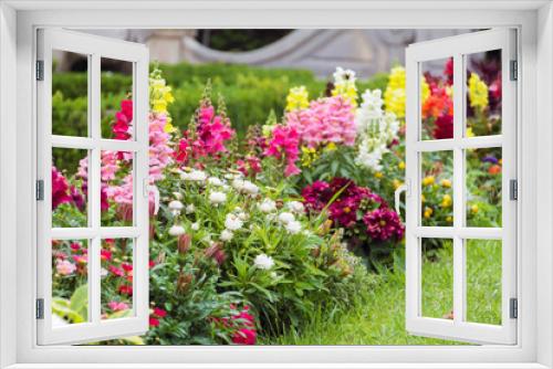 Fototapeta Naklejka Na Ścianę Okno 3D - Beautiful antirrhinum majus or snapdragon flowers in pink, red, white and yellow colors . Spring blooming garden background