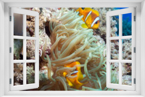 Fototapeta Naklejka Na Ścianę Okno 3D - Photo of coral reef withClown fishes and,anemone.