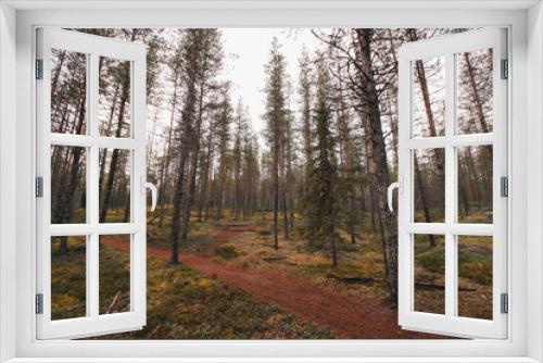 Fototapeta Naklejka Na Ścianę Okno 3D - Wild nature in an autumn pine forest with the last shreds of light in an area called Korouoma in Lapland, Finland. A breath of fresh air