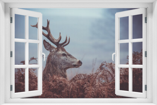 Fototapeta Naklejka Na Ścianę Okno 3D - stag