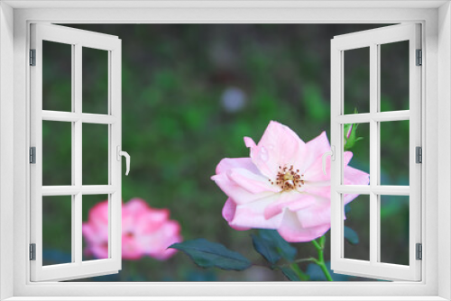 Fototapeta Naklejka Na Ścianę Okno 3D - Pink rose flowers with water drop blooming in garden close up background