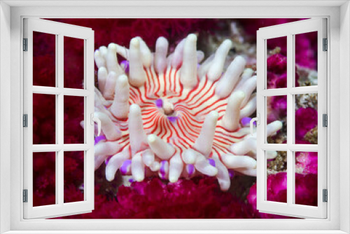 Fototapeta Naklejka Na Ścianę Okno 3D - Close-up of a Violet-spotted anemone underwater (Anthopleura stephensoni). White with orange to red stripes. Surrounded with purple soft coral.