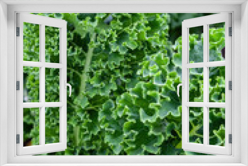 Fototapeta Naklejka Na Ścianę Okno 3D - Close up of green curly kale plant
