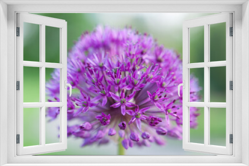 Fototapeta Naklejka Na Ścianę Okno 3D - Allium giganteum