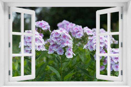 Fototapeta Naklejka Na Ścianę Okno 3D - pink Phlox stems in a garden 