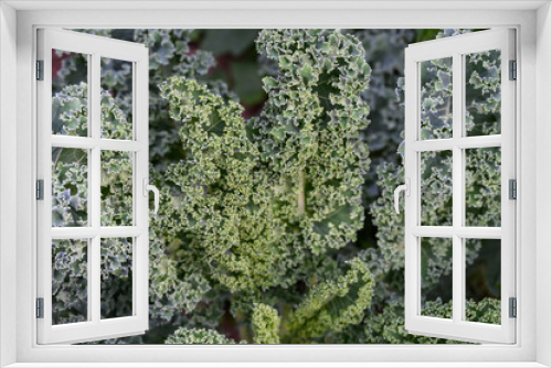 Fototapeta Naklejka Na Ścianę Okno 3D - Dark green ruffled kale growing in a kitchen garden, a healthy addition to salads and other meals
