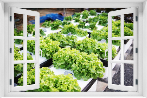 Fototapeta Naklejka Na Ścianę Okno 3D - Hydroponic organic vegetables salad garden cultivation at home garden