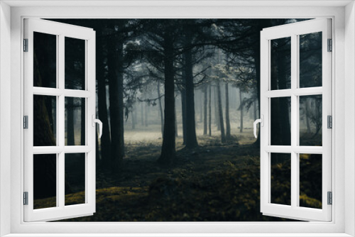Fototapeta Naklejka Na Ścianę Okno 3D - Dunkler Wald