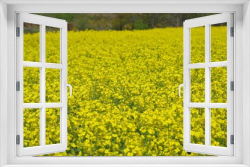 Fototapeta Naklejka Na Ścianę Okno 3D - まるで黄色い絨毯のような菜の花畑