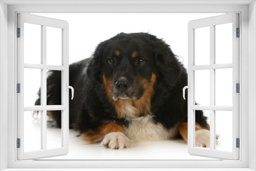 Fototapeta Naklejka Na Ścianę Okno 3D - bernese mountain dog mix