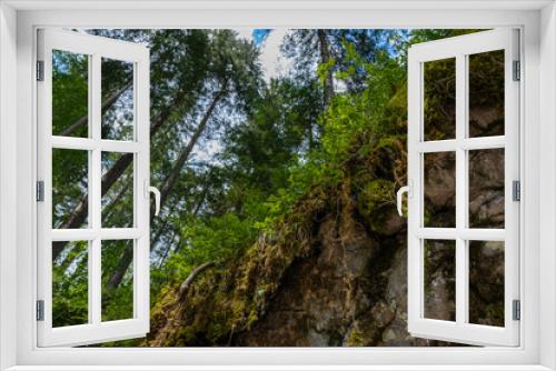 Fototapeta Naklejka Na Ścianę Okno 3D - im Wald, Blick nach oben mit Felsen, Moos und Bäumen