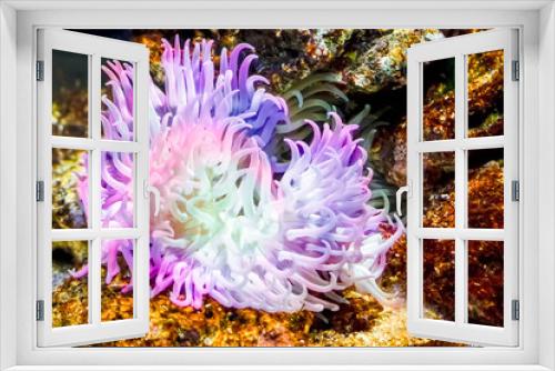 Fototapeta Naklejka Na Ścianę Okno 3D - Sea Anemone