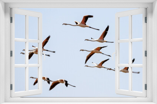Fototapeta Naklejka Na Ścianę Okno 3D - Flock of flamingos