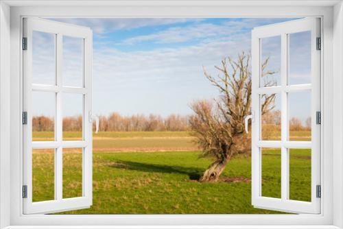 Fototapeta Naklejka Na Ścianę Okno 3D - Solitary tree on grassland