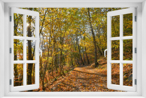 Fototapeta Naklejka Na Ścianę Okno 3D - Paesaggio autunnale tra i boschi, con foglie colorate di giallo e arancione