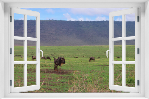 Fototapeta Naklejka Na Ścianę Okno 3D - Large herds of wildebeest grazing in the savannah at Ngorongoro Crater in Tanzania