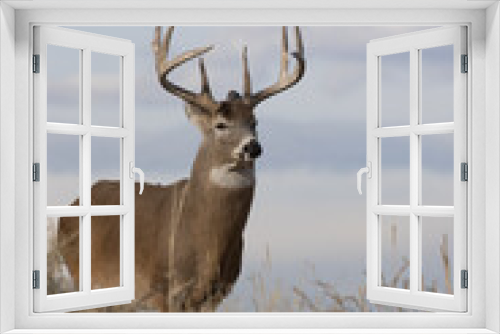 Fototapeta Naklejka Na Ścianę Okno 3D - Buck Whitetail Deer in Colorado in Autumn