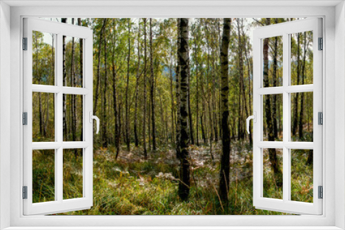 Fototapeta Naklejka Na Ścianę Okno 3D - Panorama of birch forest in the mountains. In early autumn, the fern turns yellow.