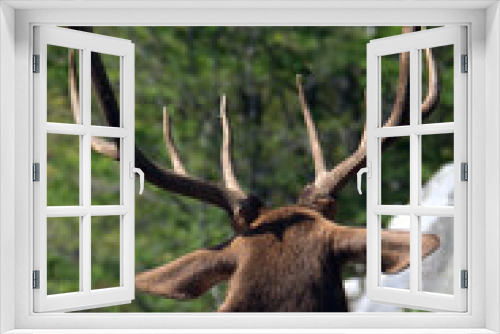 Fototapeta Naklejka Na Ścianę Okno 3D - deer in the woods