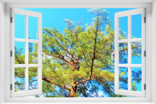 Fototapeta Naklejka Na Ścianę Okno 3D - pine tree