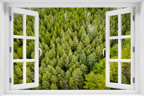 Fototapeta Naklejka Na Ścianę Okno 3D - Tranquil scene of calming green pines